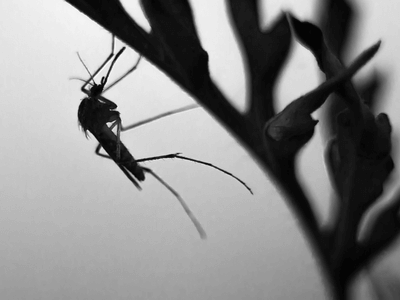 About Ant & Rodent Pest Control Glendale - pest control experts in Glendale